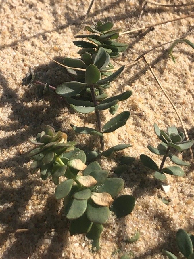 Linaria thymifolia leaf