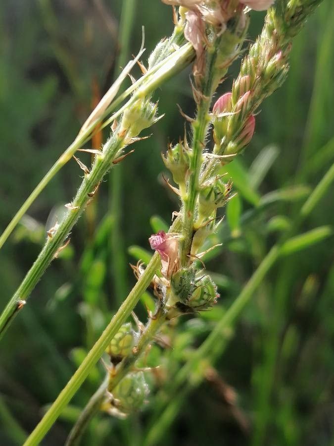 Onobrychis viciifolia fruit