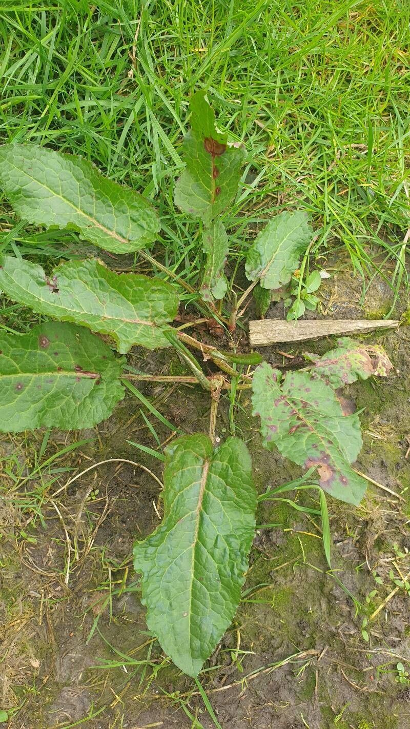 Rumex × acutus leaf