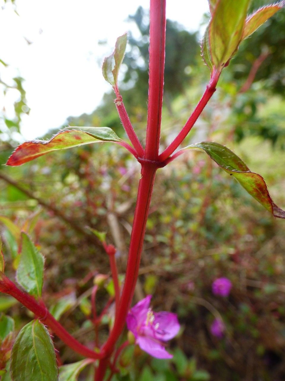 Centradenia inaequilateralis bark