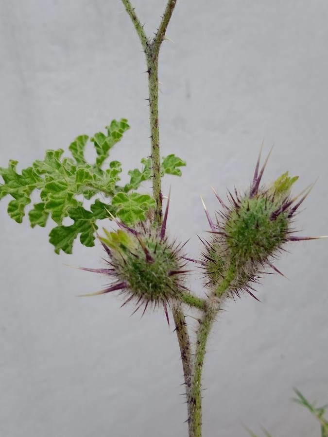 Solanum heterodoxum fruit