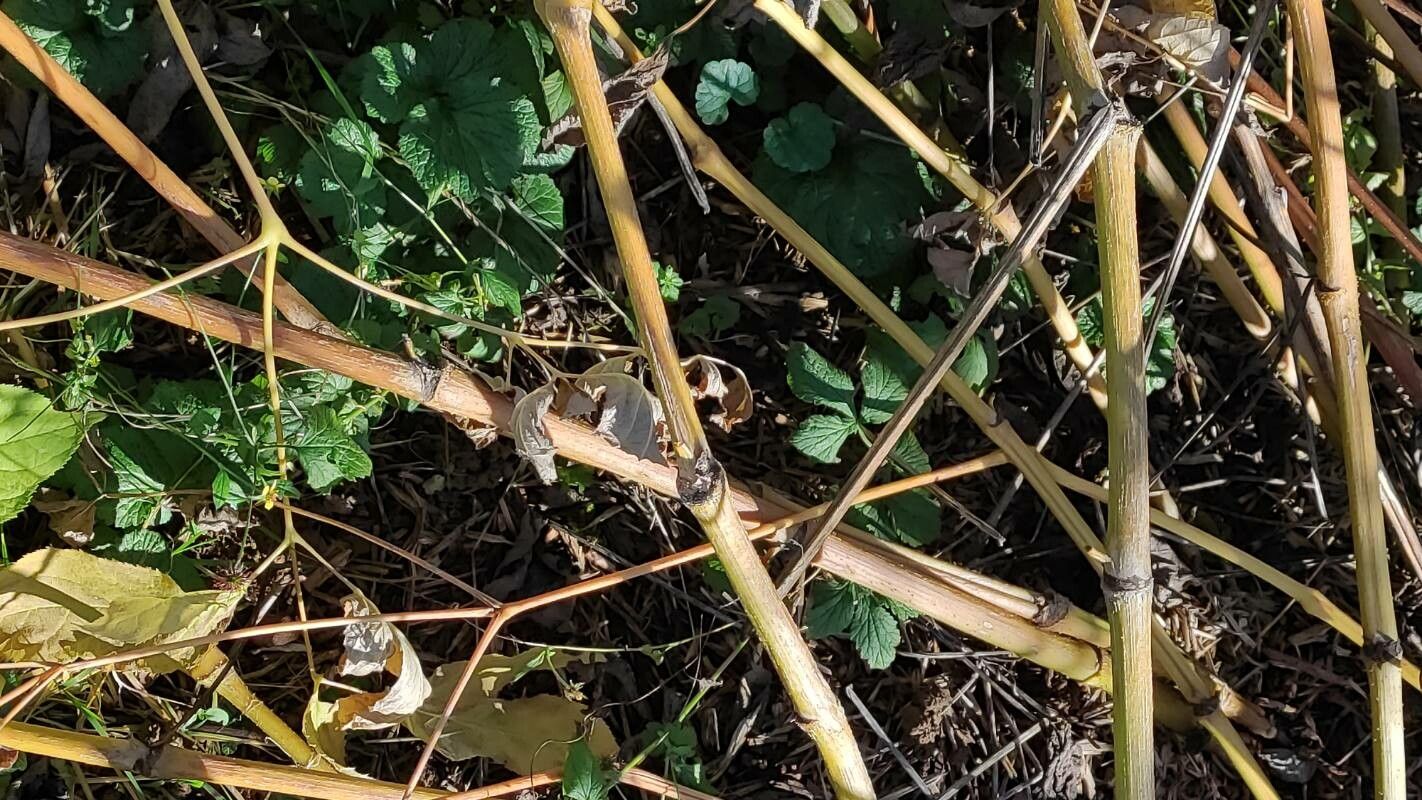 Aralia cachemirica bark