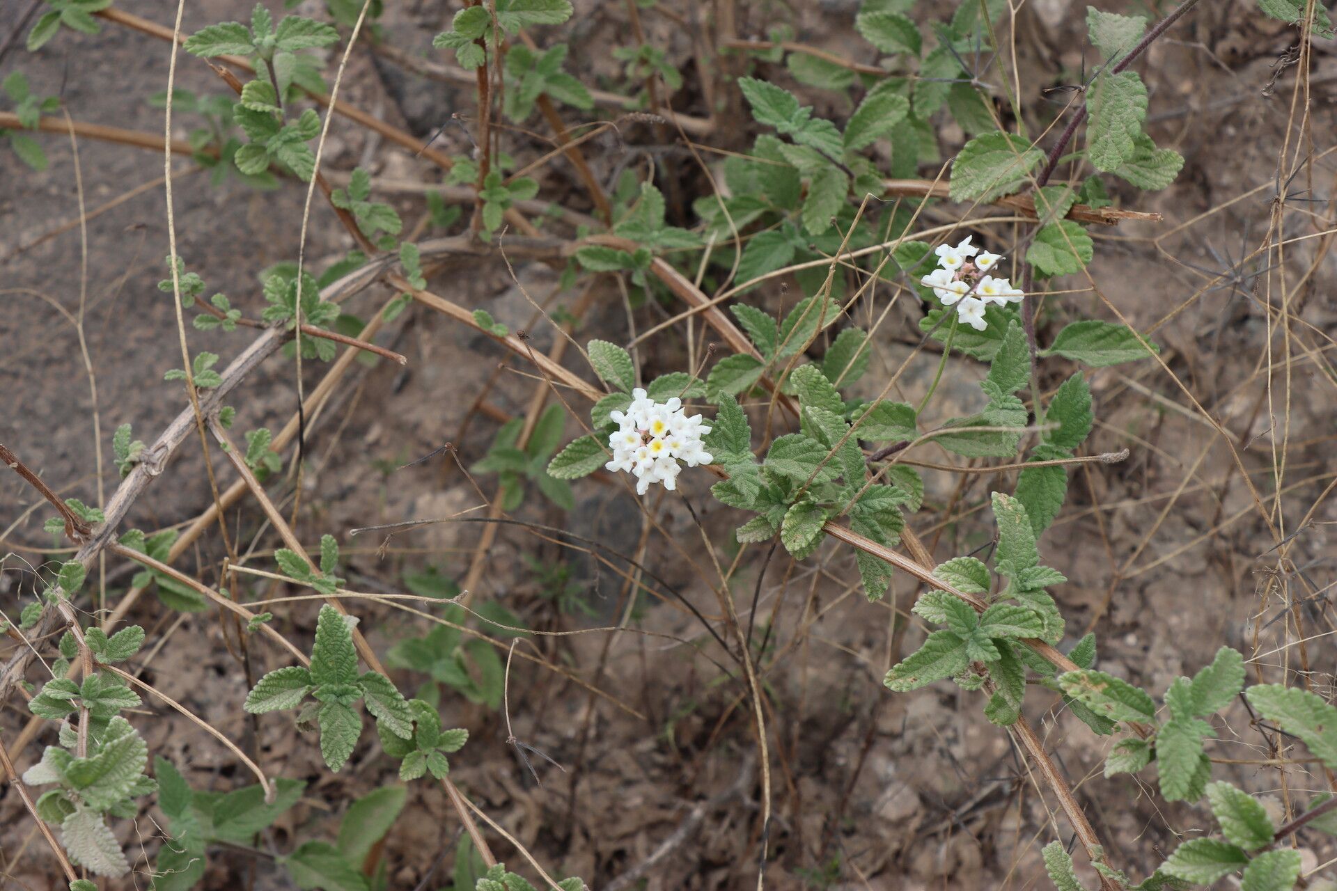 Lantana sprucei flower