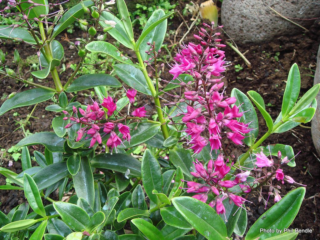 Veronica punicea flower