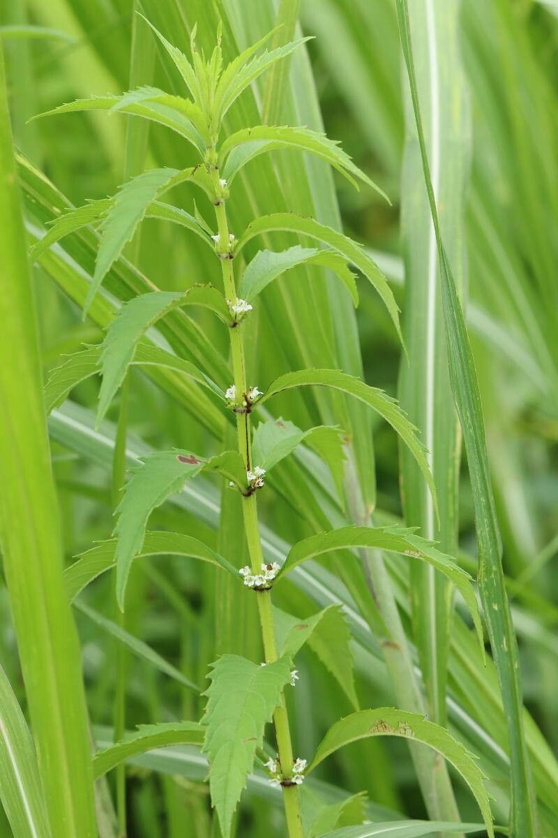 Lycopus lucidus flower
