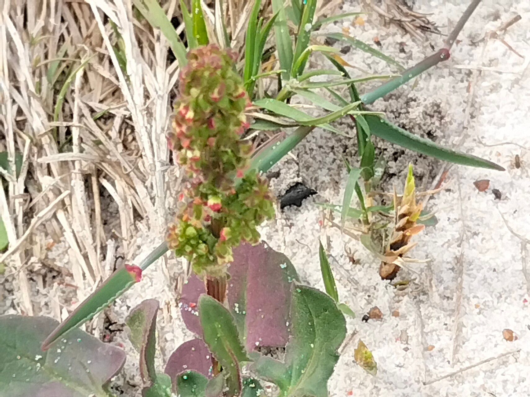 Rumex cordatus habit