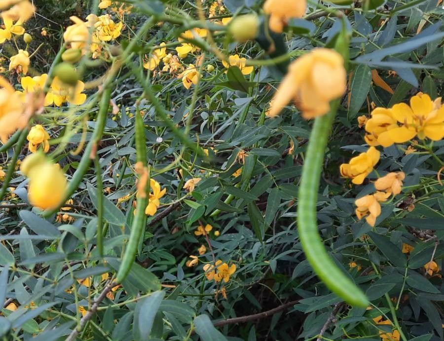 Senna corymbosa fruit