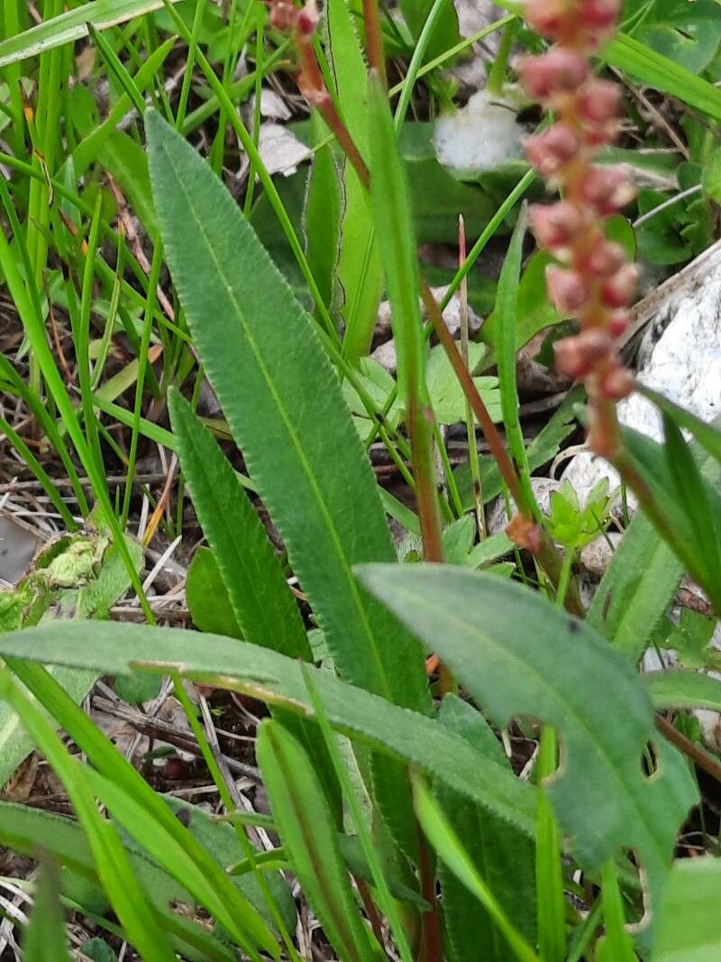 Bistorta vivipara leaf