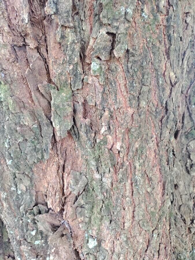 Cojoba sophorocarpa bark