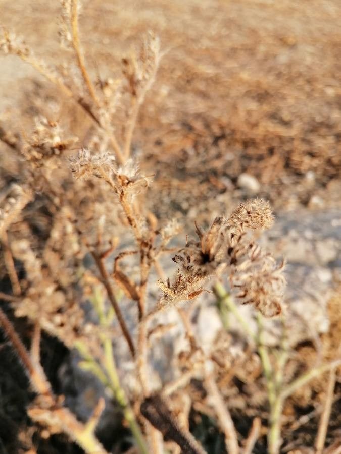 Anchusa italica fruit