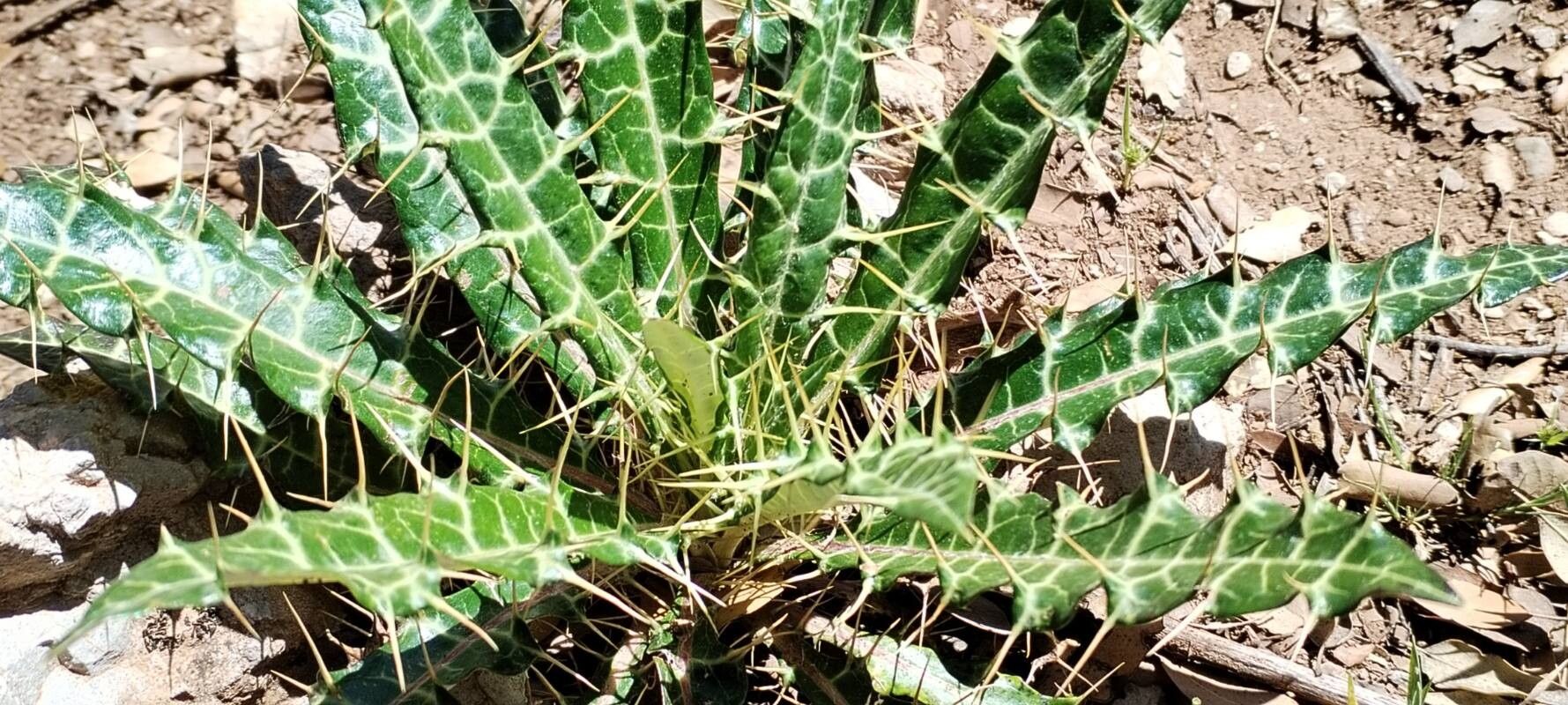 Ptilostemon dyricola leaf