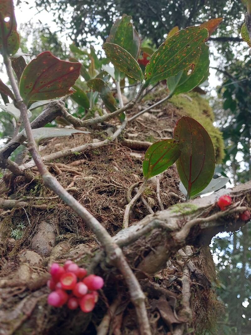 Medinilla humbertiana leaf