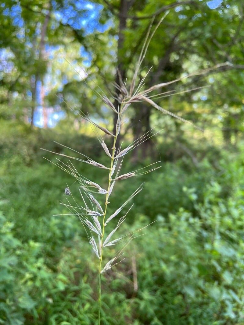 Elymus hystrix — clay tolerant houseplant