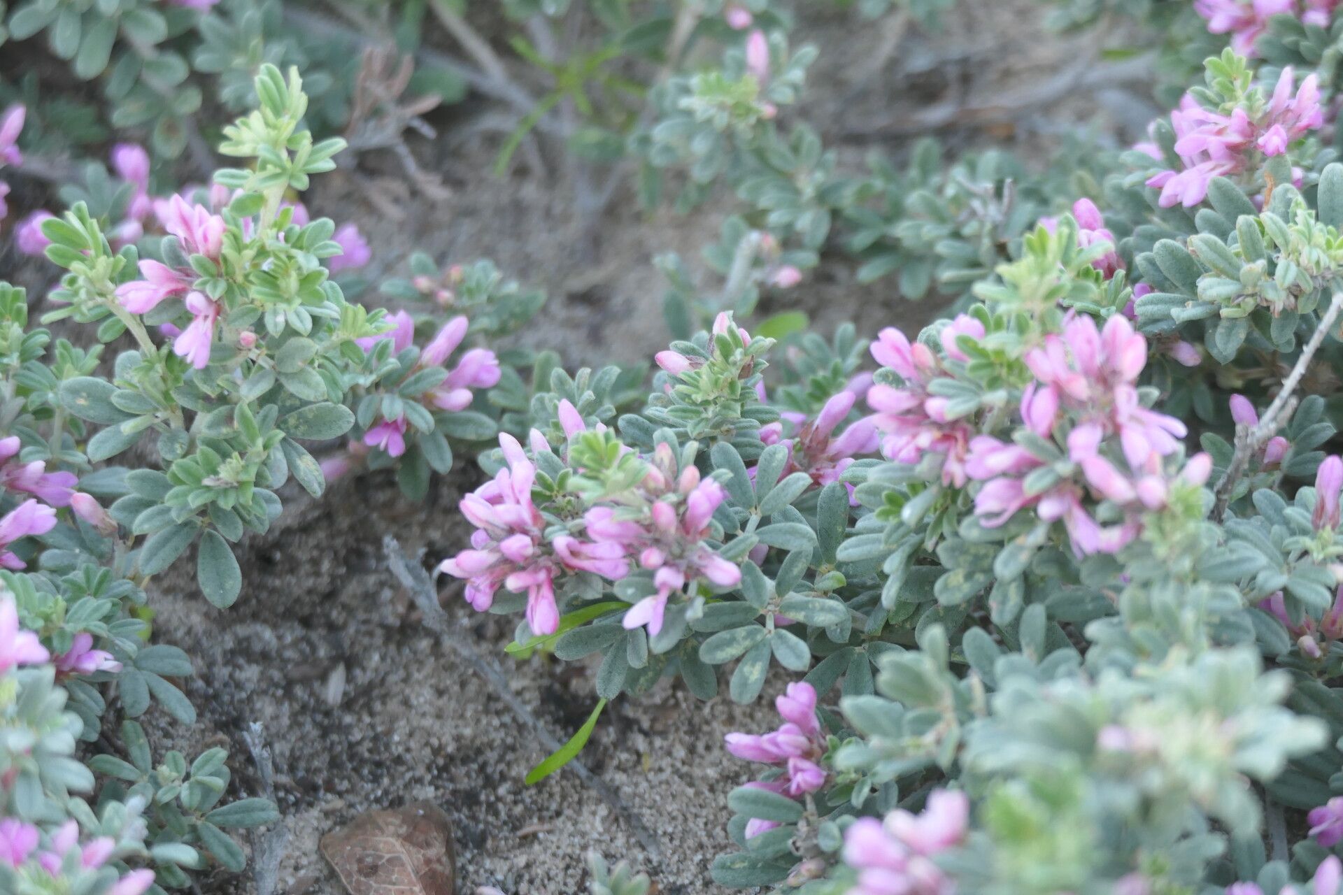 Indigofera brachystachya — search result for 'Indigofera'