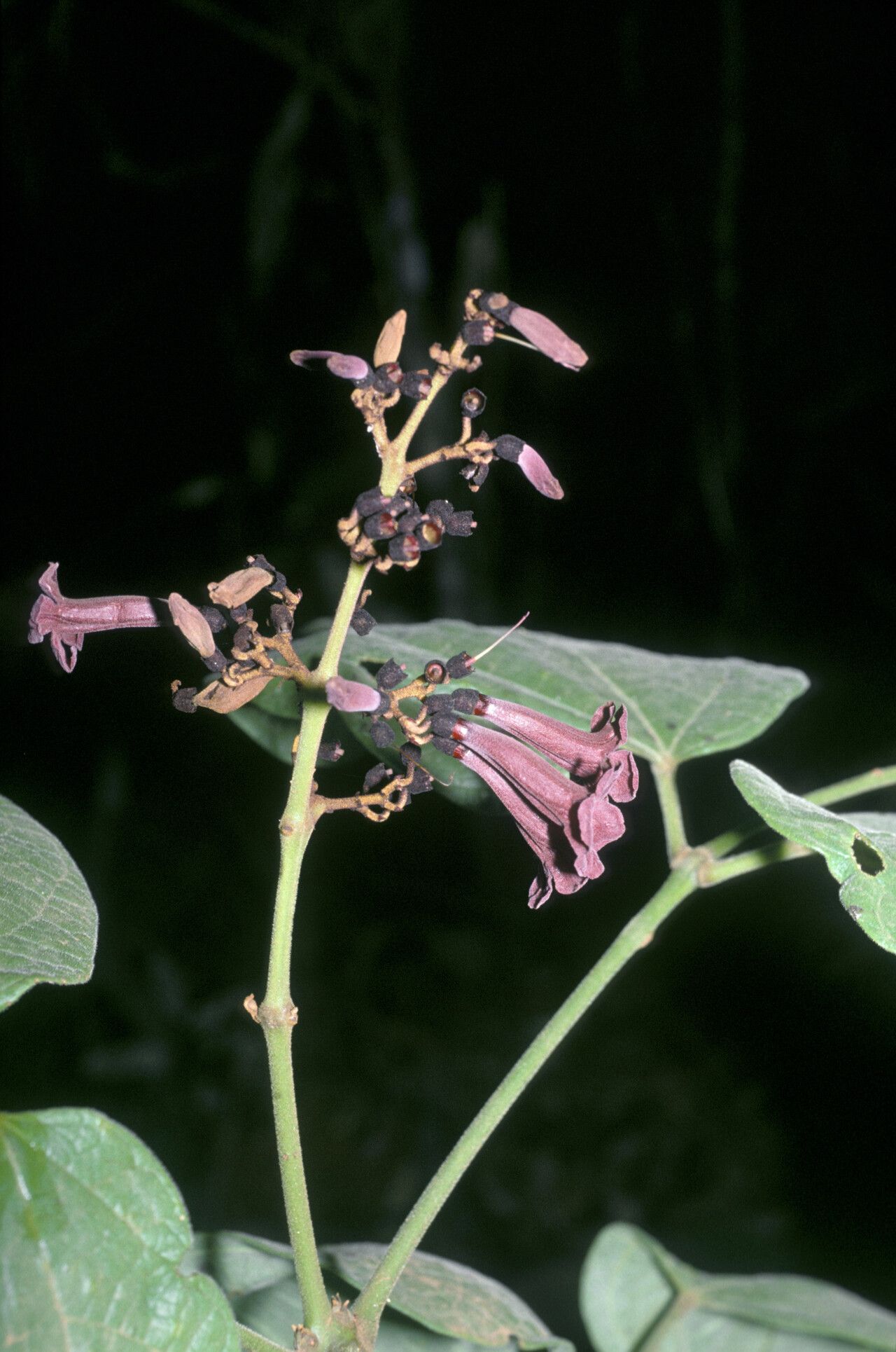 Fridericia mollis flower