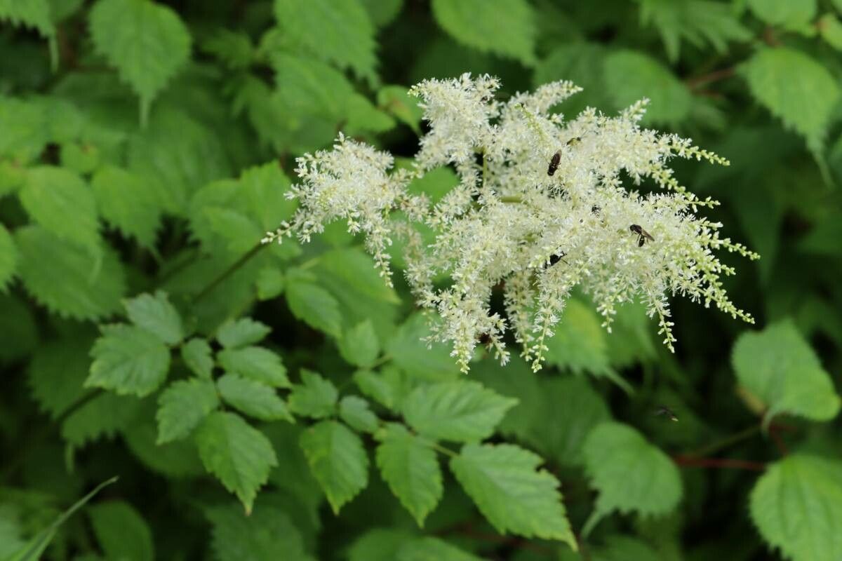 Astilbe formosa