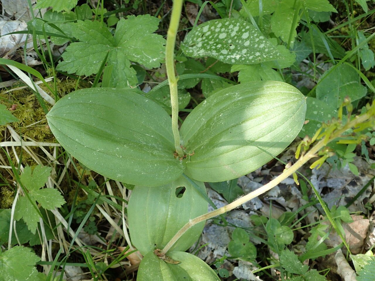 Neottia ovata — houseplant care guide