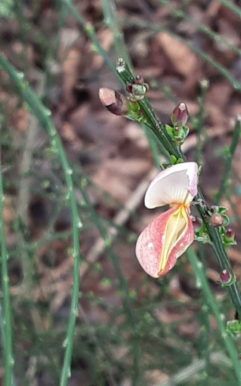 Cytisus × praecox flower