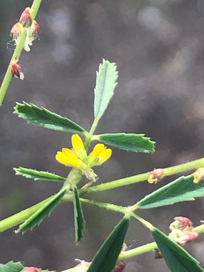 Melilotus sulcatus flower