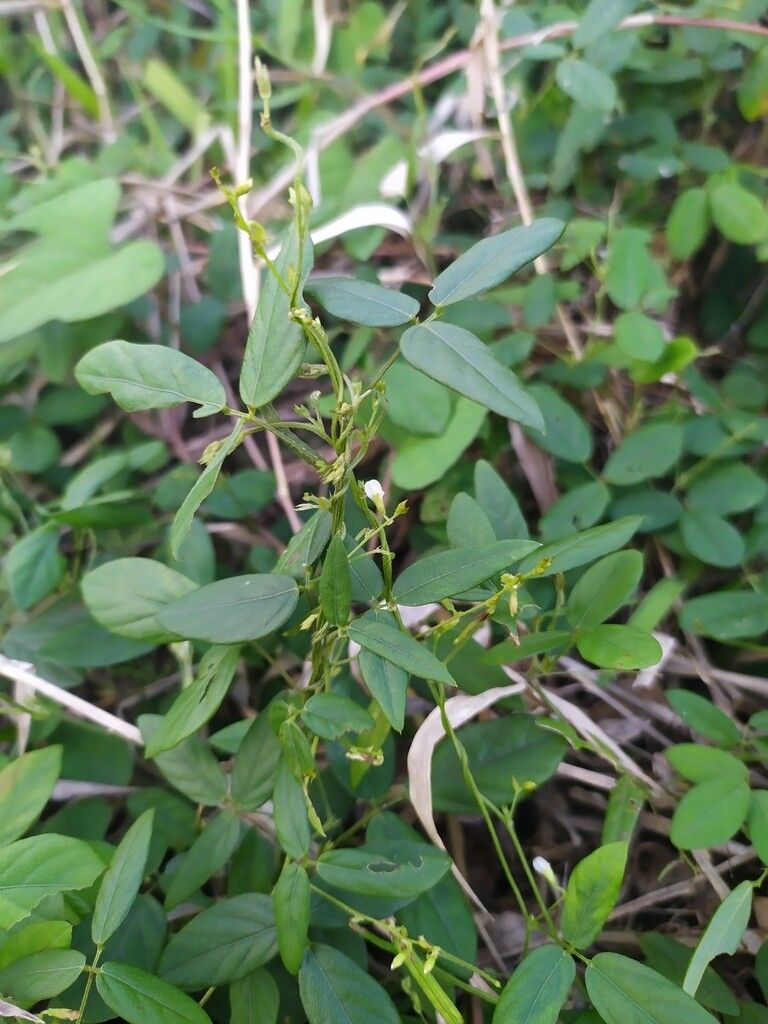 Teramnus labialis habit