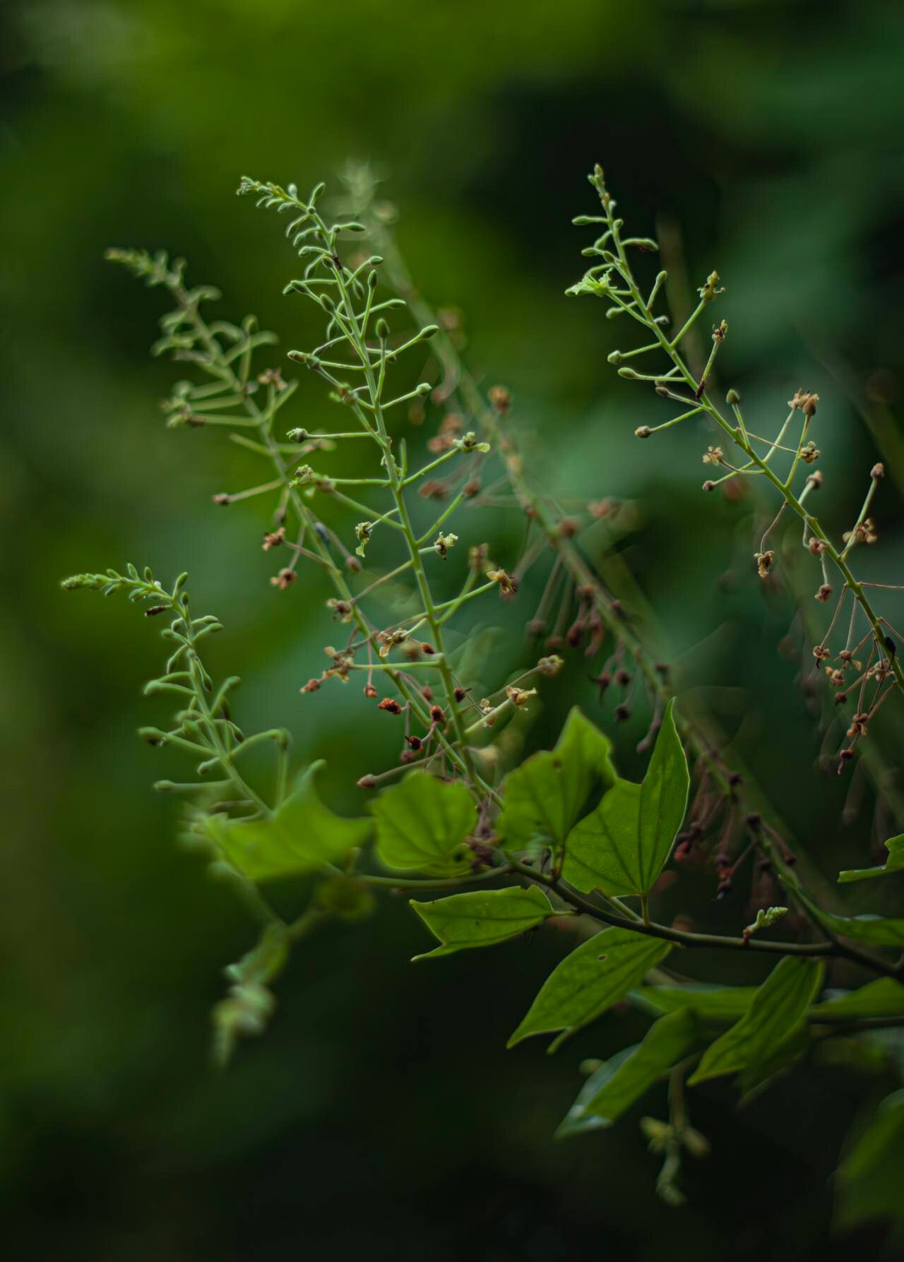 Phanera championii flower