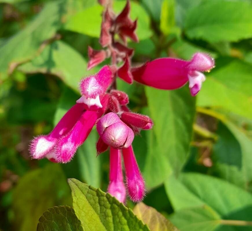 Salvia involucrata flower
