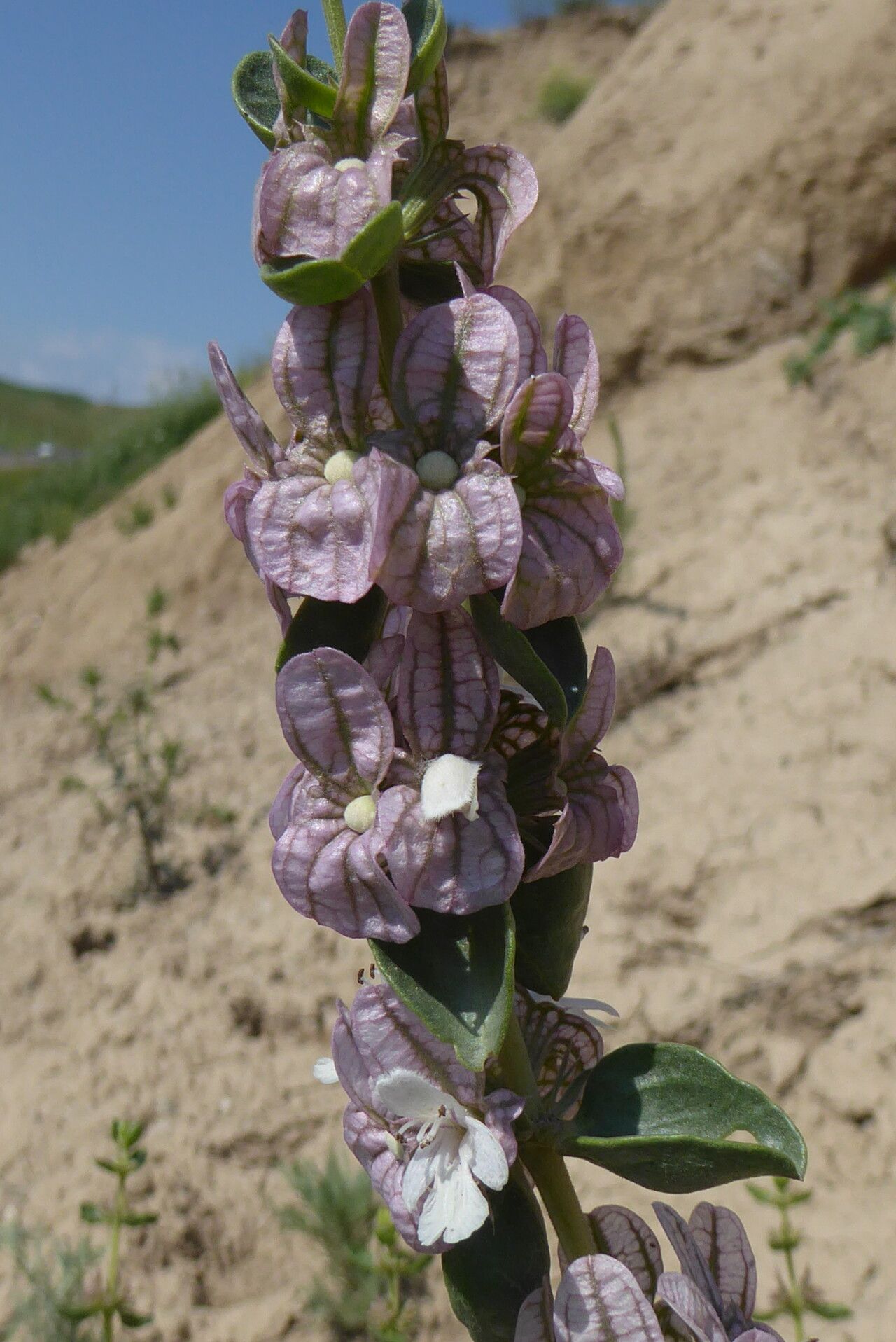 Moluccella olgae — related species from the same genus