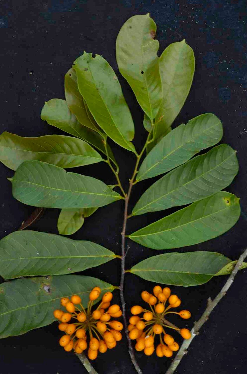 Unonopsis stipitata fruit