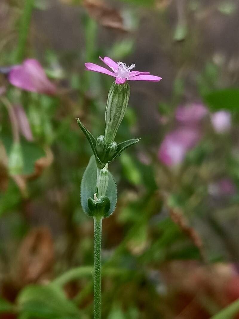 Silene rubella — search result for 'Egypt'