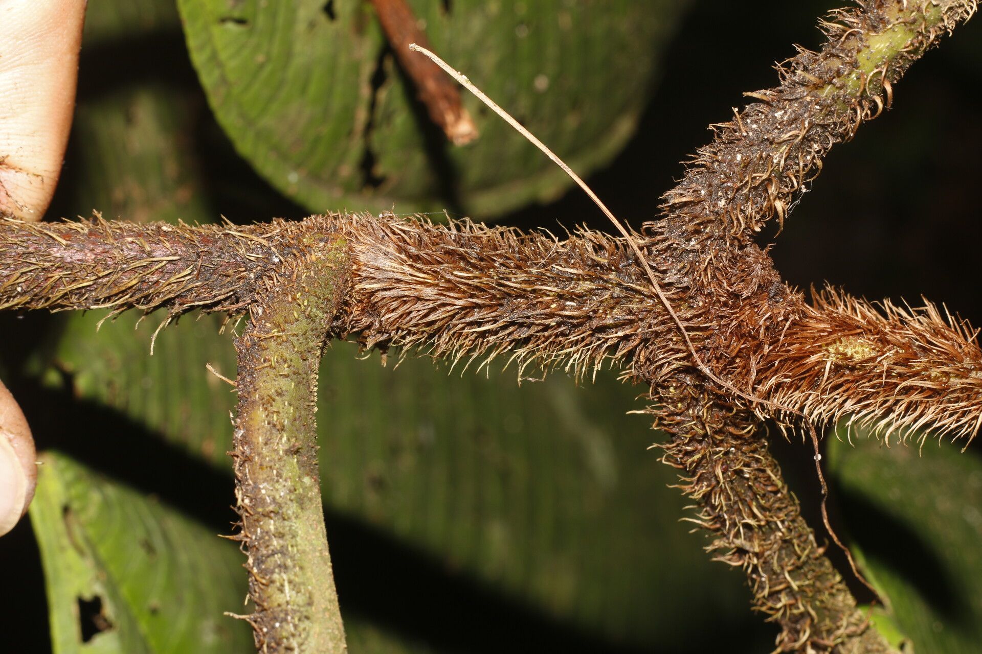 Miconia sparrei fruit