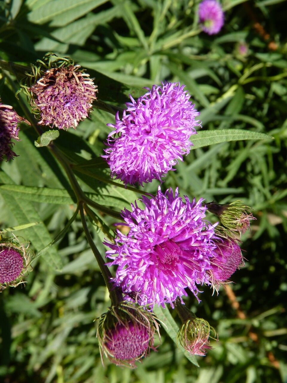 Vernonia arkansana flower
