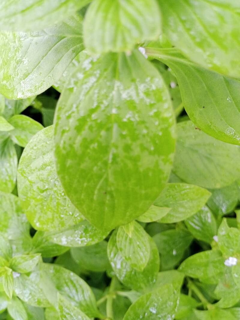 Hexasepalum scandens leaf