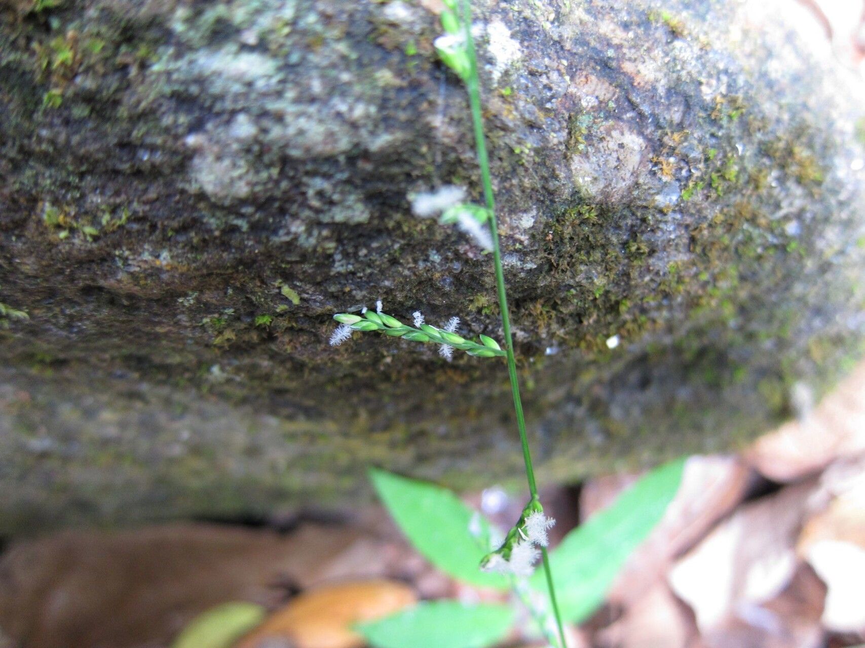 Acroceras boivinii flower
