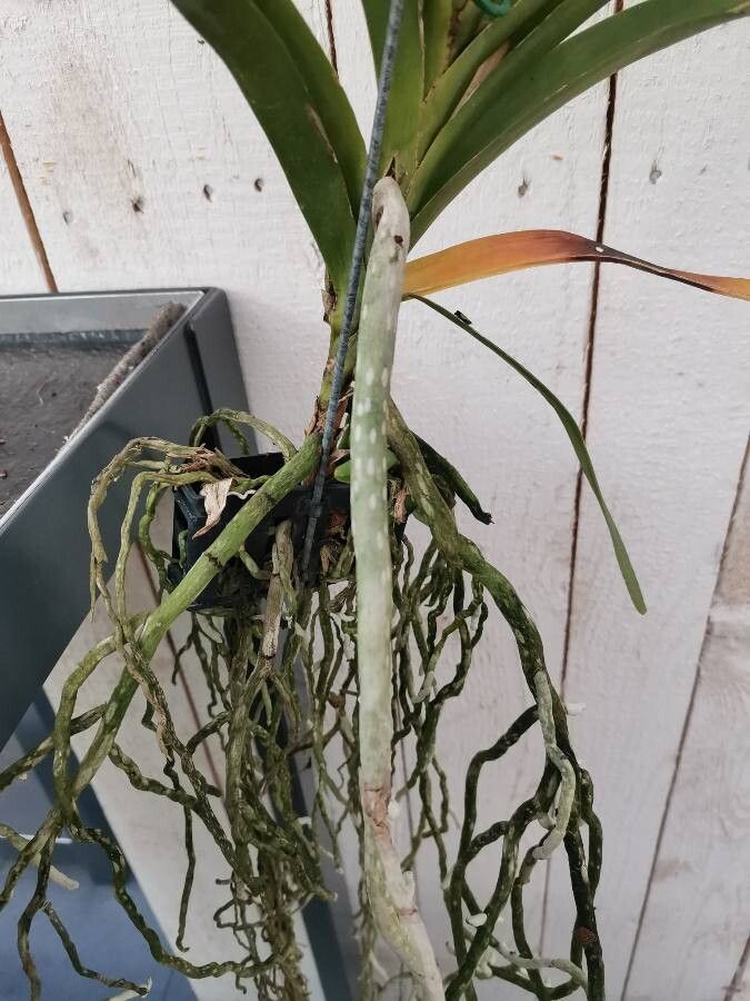 Vanda × amoena other