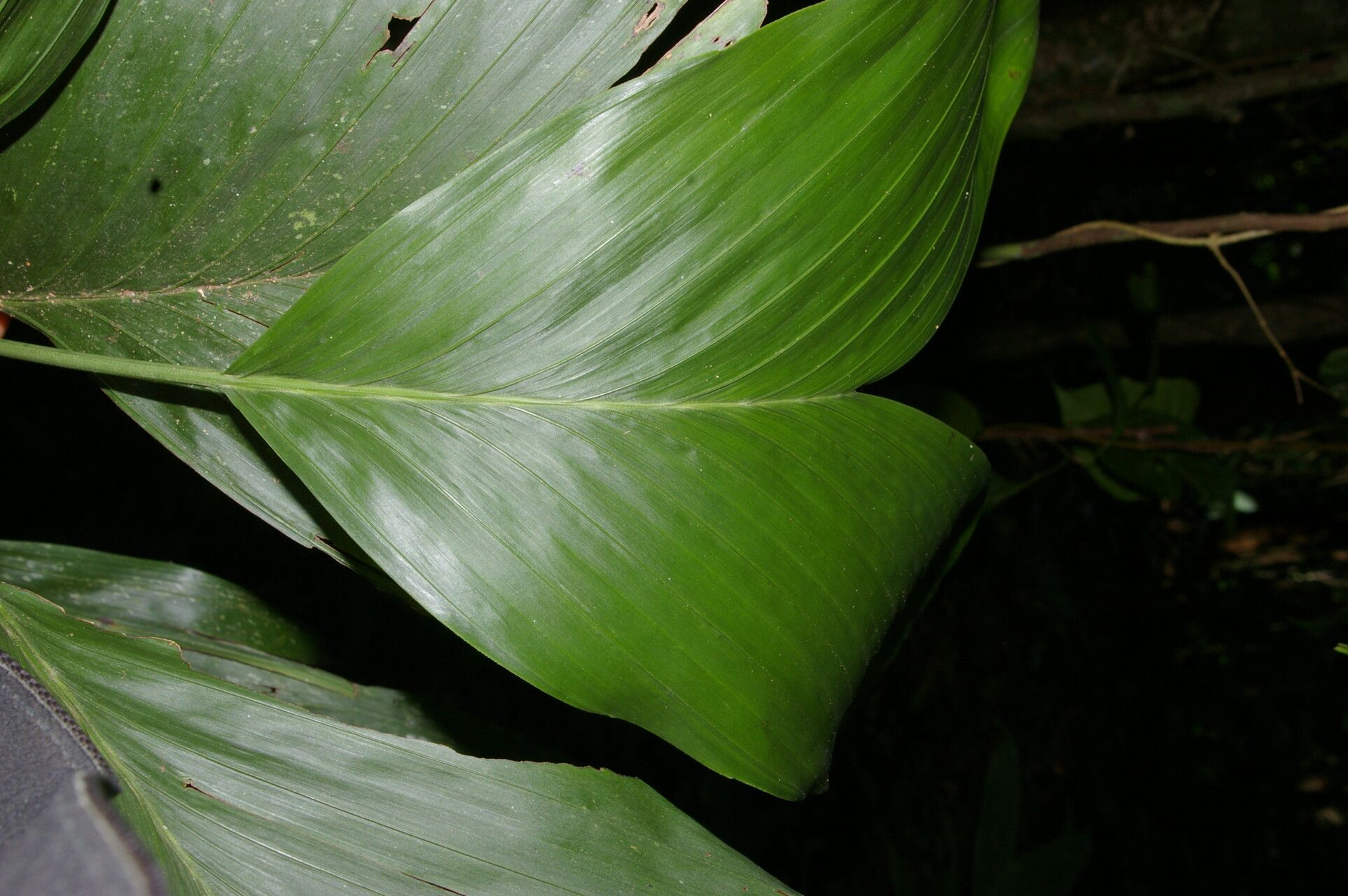 Chamaedorea dammeriana — search result for 'Chamaedorea'