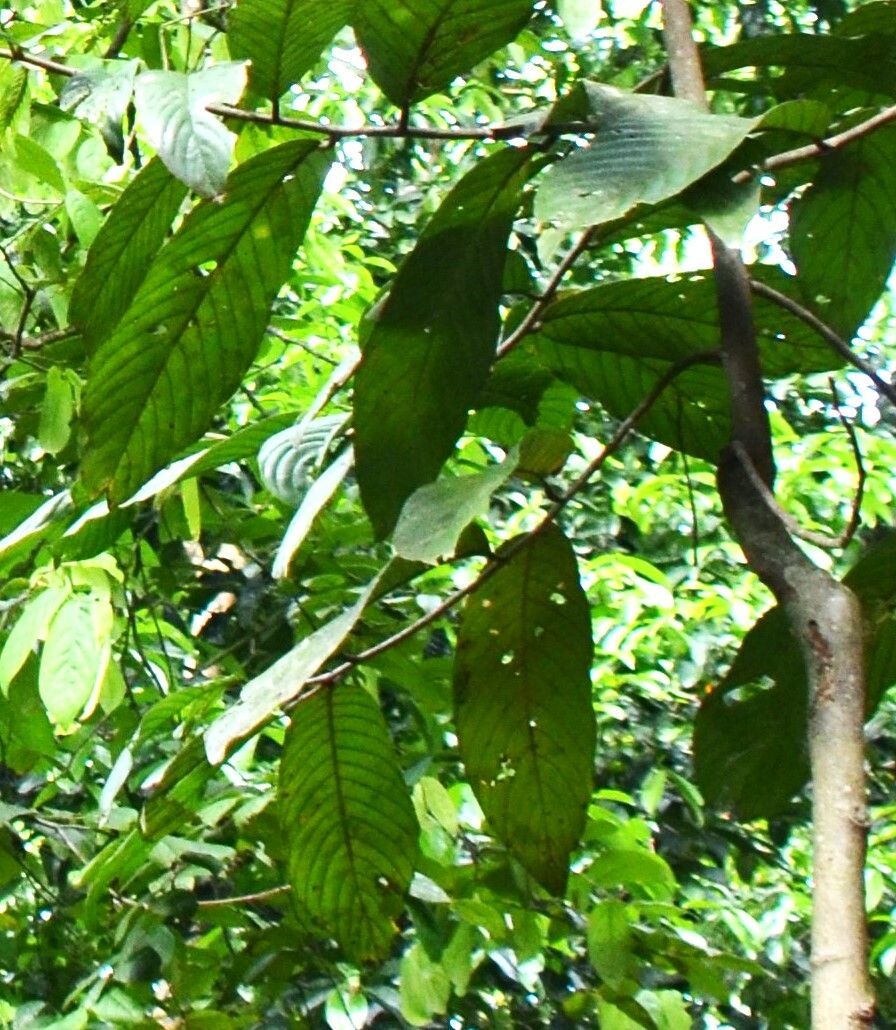 Shorea seminis — houseplant care guide