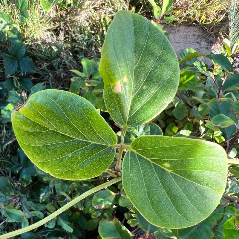 Canavalia rosea leaf