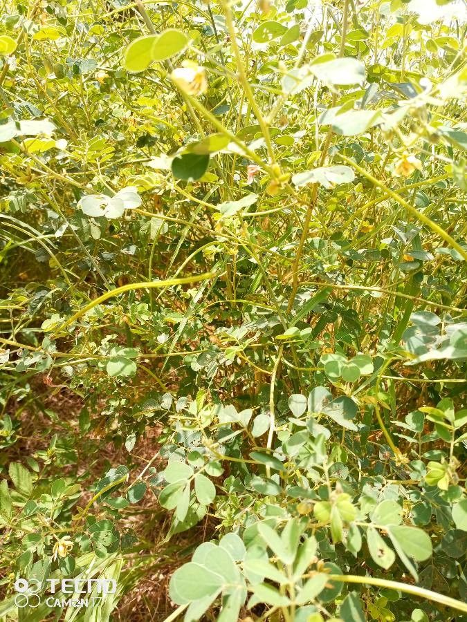 Senna obtusifolia fruit