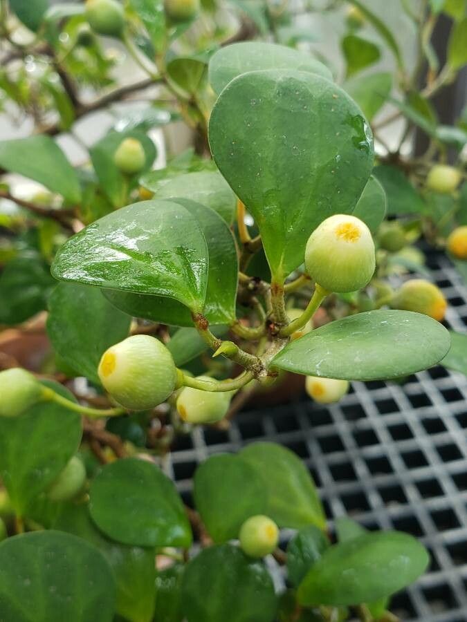 Ficus deltoidea fruit