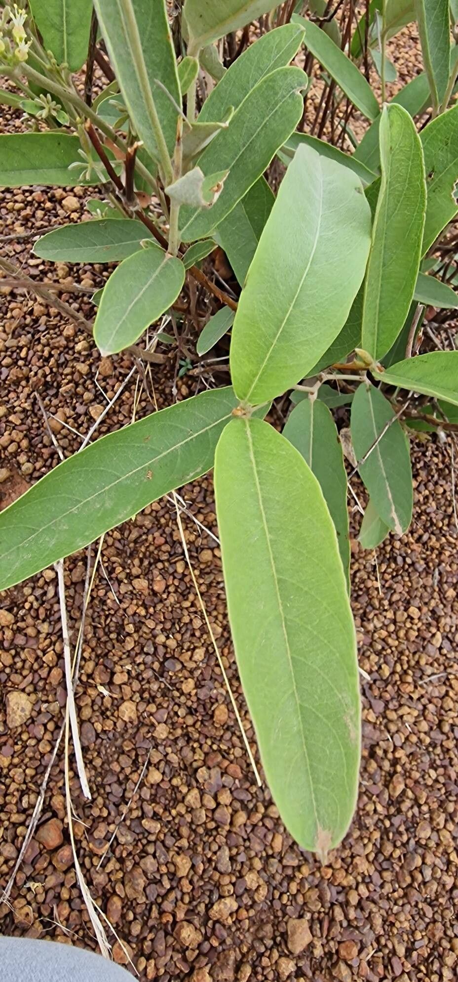 Combretum sericeum — houseplant care guide