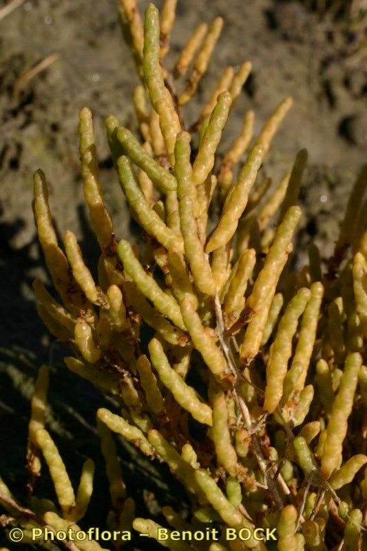 Salicornia stricta — houseplant care guide
