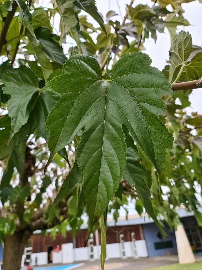 Morus kagayamae — search result for 'Rubus'