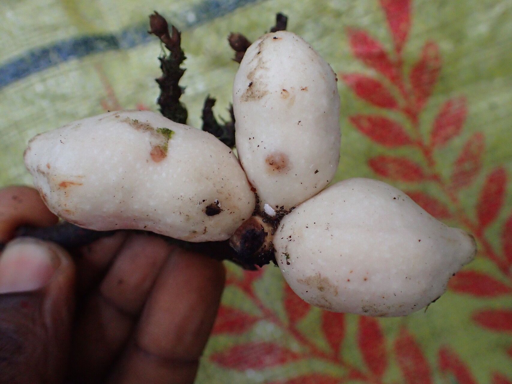 Piptostigma mayndongtsaeanum fruit