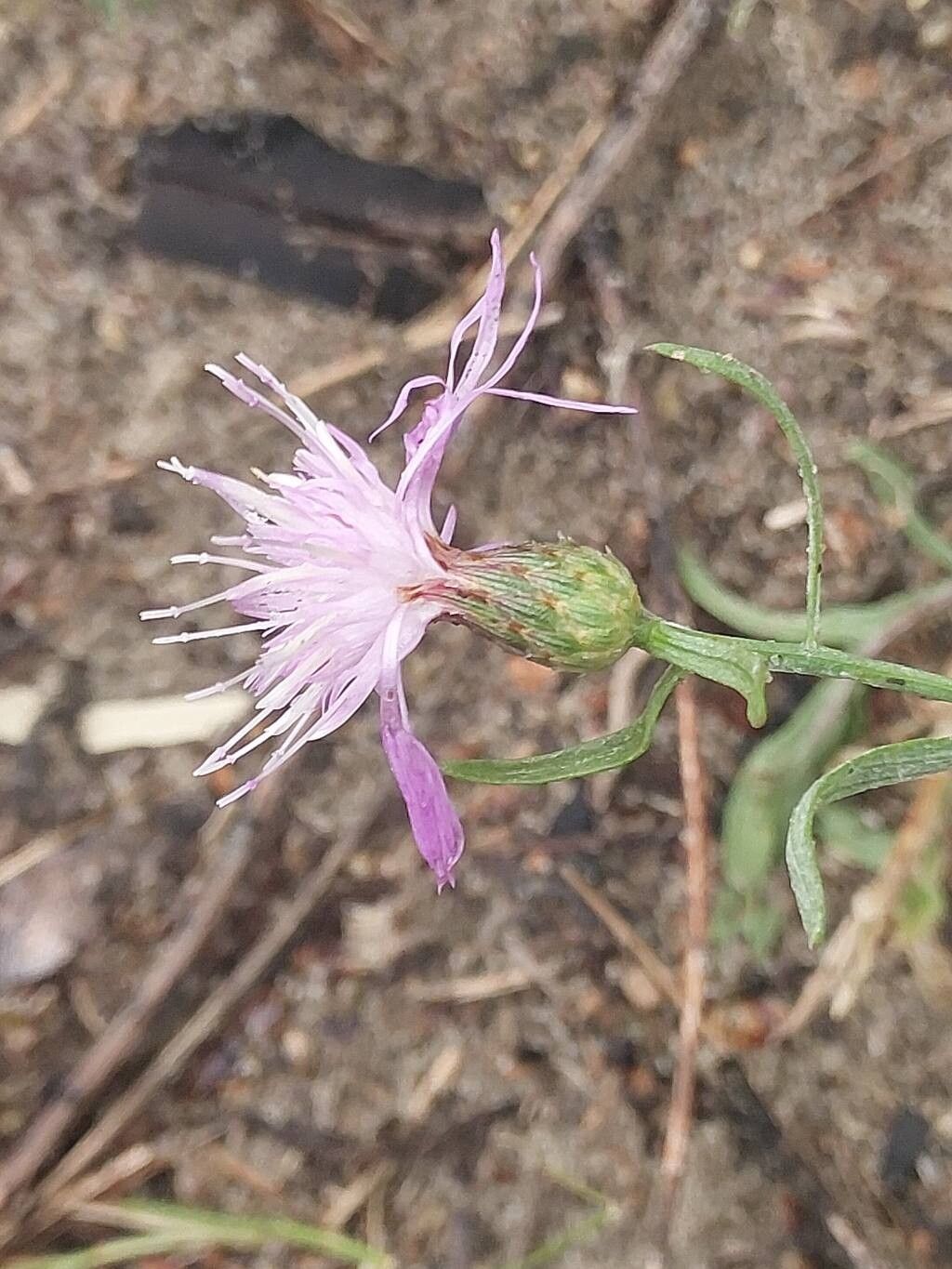 Centaurea borysthenica flower