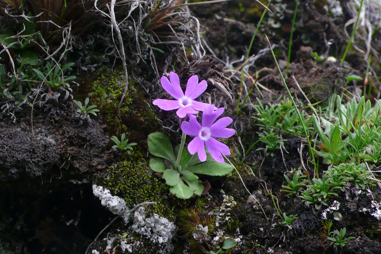 Primula bracteata — houseplant care guide