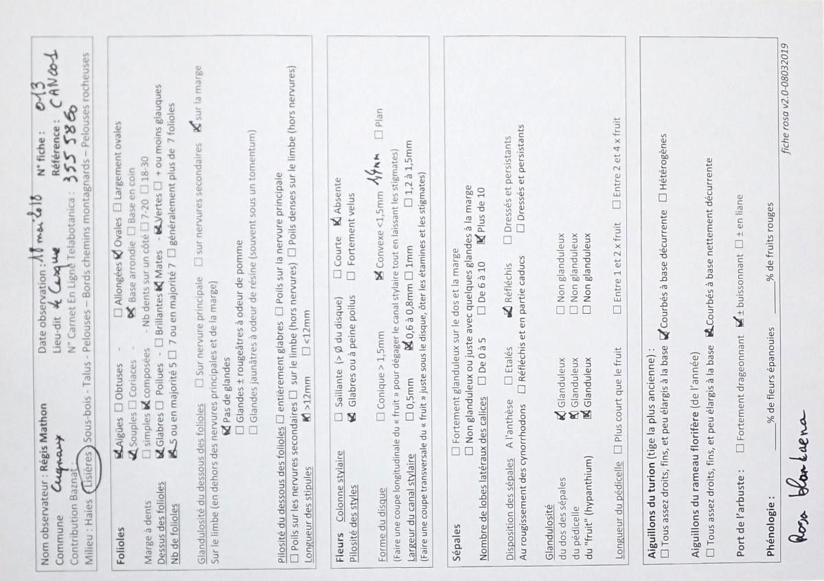 Rosa blondaeana — houseplant care guide