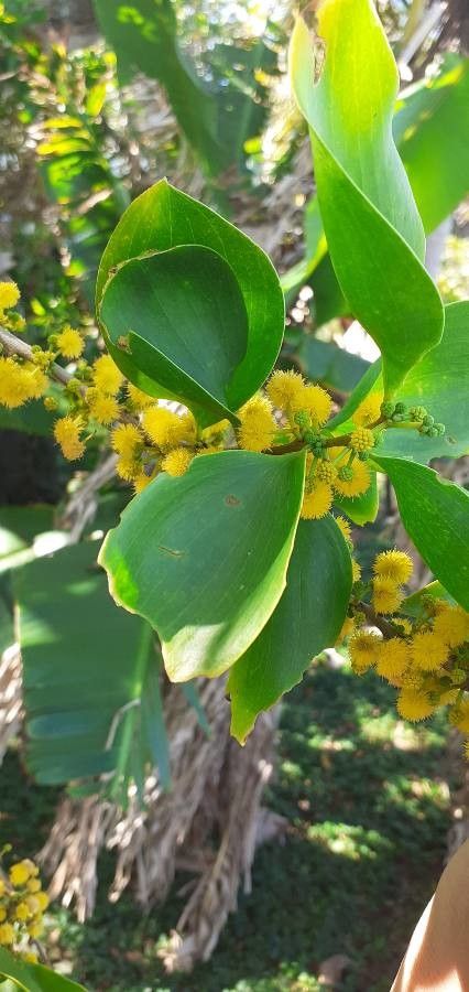 Acacia simplex flower