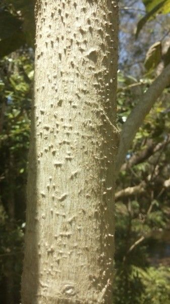 Dendrocnide excelsa bark