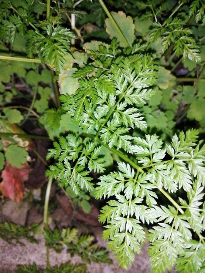 Cicuta virosa — search result for 'Apiaceae'