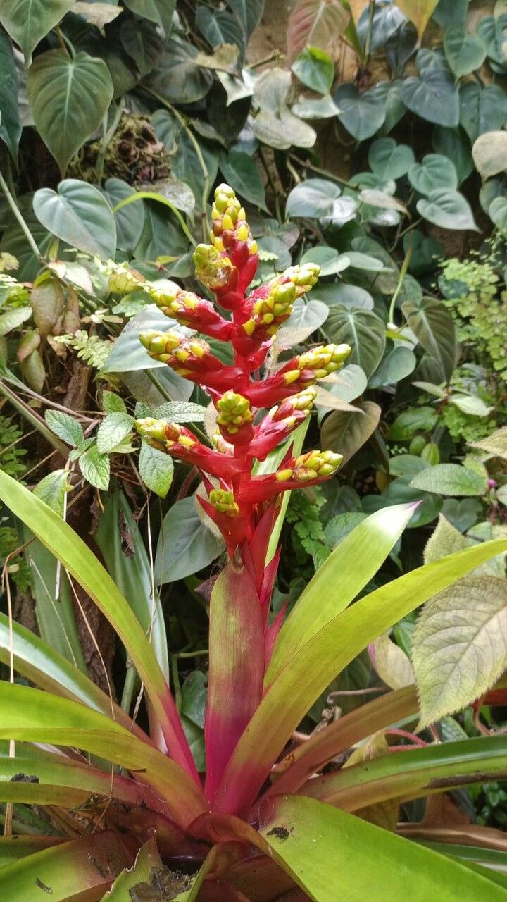 Guzmania scherzeriana flower